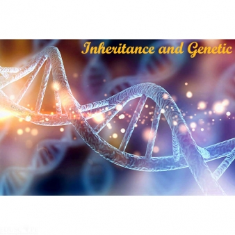 Inheritance and Genetic